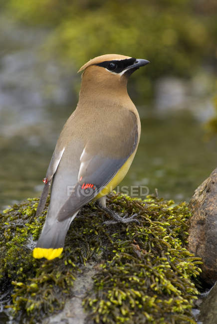 Cedar waxwing bird perched on mossy stones. — Stock Photo
