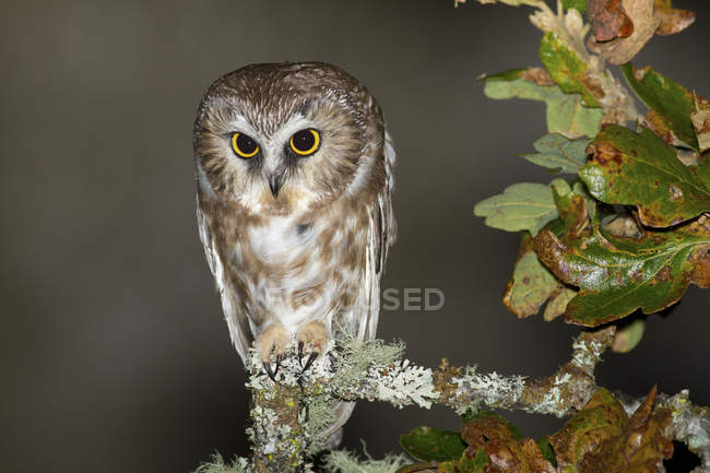 Northern saw-whet owl perched on mossy branch in forest and looking down. — Stock Photo