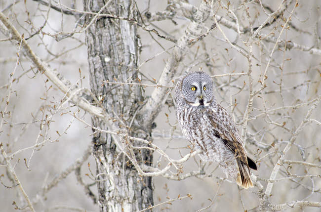 Cryptic great gray owl perching in tree branches in wintry forest. — Stock Photo