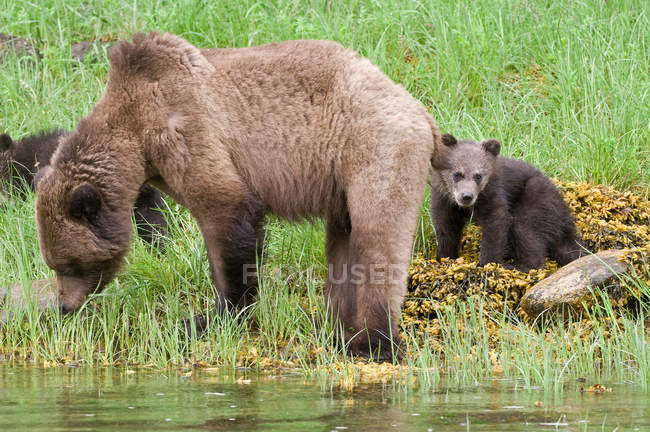 Grizzlybär mit Jungtieren, die auf einer Wiese am Wasser stehen. — Stockfoto