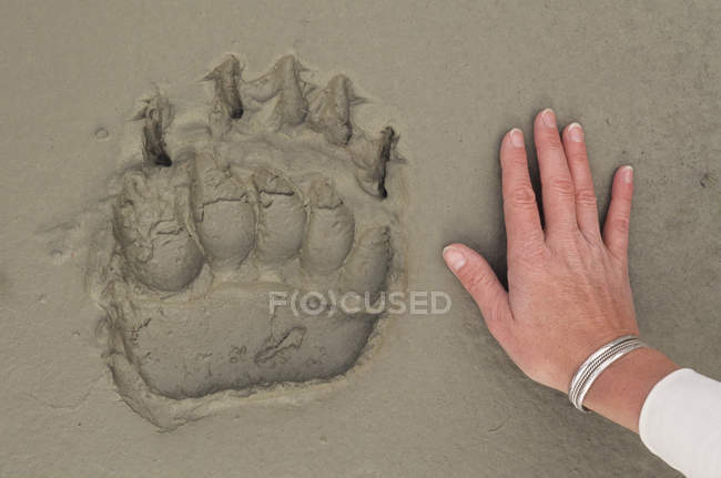 Female hand next to grizzly bear paw print on sand — Stock Photo