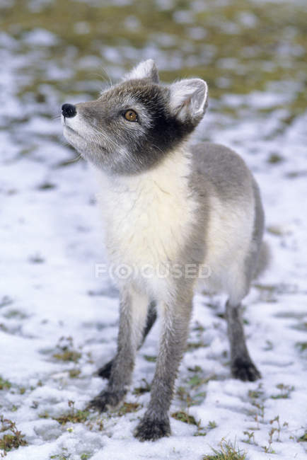 Adult arctic fox in summer pelage looking up on snowy field. — Stock Photo