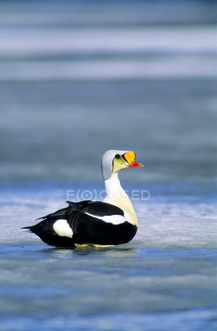 Male king eider resting on ice of frozen lake. — Stock Photo
