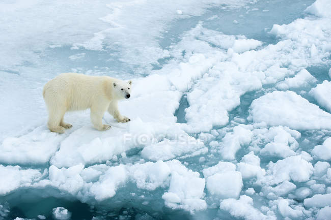 Vista ad alto angolo dell'orso polare sulla natura ghiacciata dell'arcipelago delle Svalbard, Artico norvegese — Foto stock