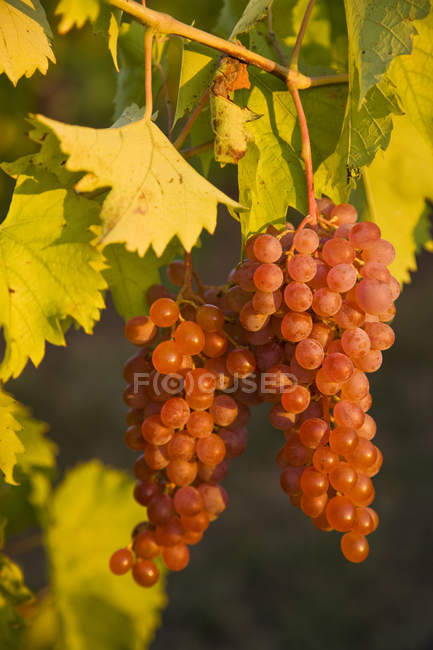 Primer plano de las uvas Pinot Noir cultivadas en viñedo . - foto de stock