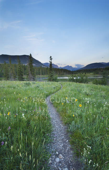 Prado de flores silvestres por meio do lago, Parque Provincial de Bow Valley, Kananaskis Country, Alberta, Canadá — Fotografia de Stock