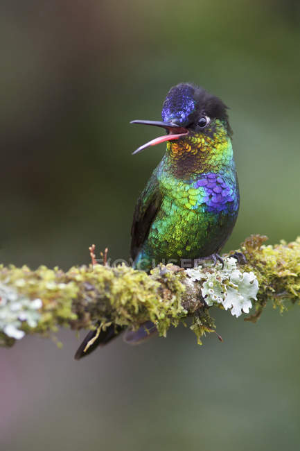 Colorful fiery-throated hummingbird perched on tree branch and calling in Costa Rica. — Stock Photo