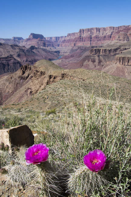 Floraison de cactus de poiriers de Mojave poussant à Tanner Trail, Grand Canyon, Arizona, USA — Photo de stock