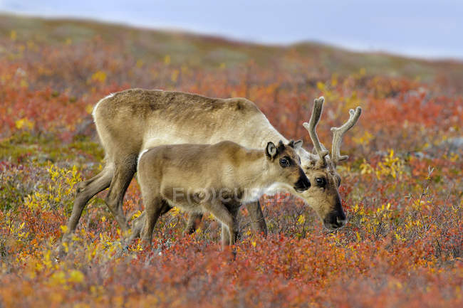 Vaca caribú estéril y ternera en la tundra otoñal, Tierras estériles, Ártico Canadá - foto de stock
