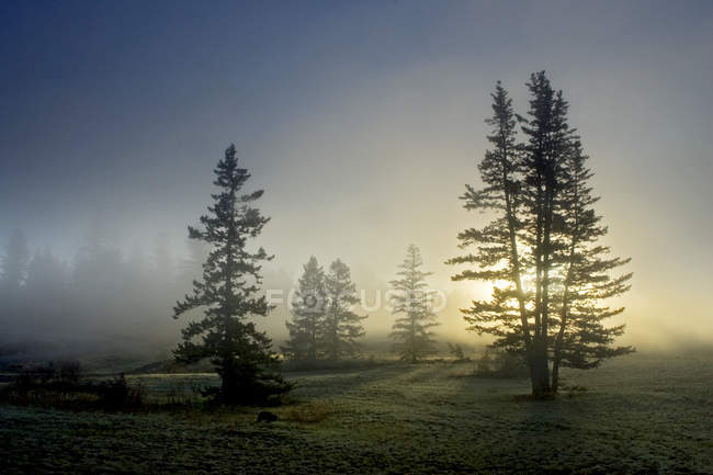 Nebliger Sonnenaufgang an der Kreuzung Schafbereich Provinzpark, Britisch Columbia, Kanada — Stockfoto