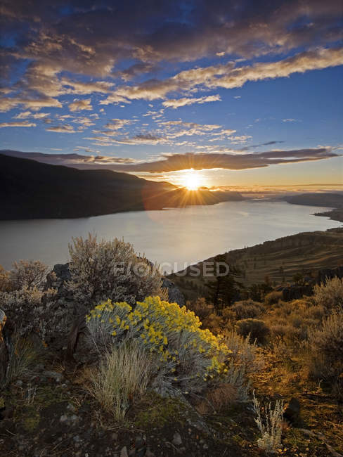 Sage in bloom in landscape with sunrise over Kamloops Lake, Kamloops, British Columbia, Canada. — Stock Photo