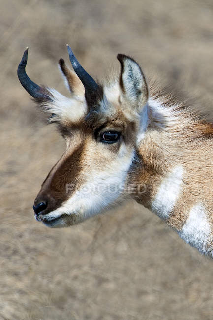 Retrato de buck pronghorn na pradaria de Alberta, oeste do Canadá — Fotografia de Stock