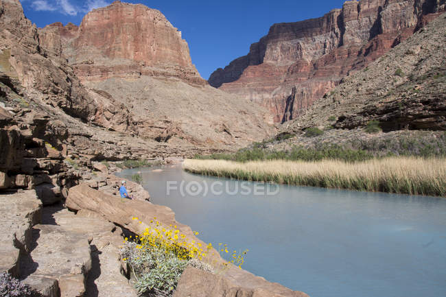 Brittlebush fleurit au-dessus du visiteur à Little Colorado River, Grand Canyon, Arizona, États-Unis — Photo de stock