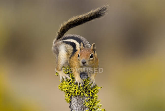 Golden-mantled ground squirrel sitting on mossy branch. — Stock Photo