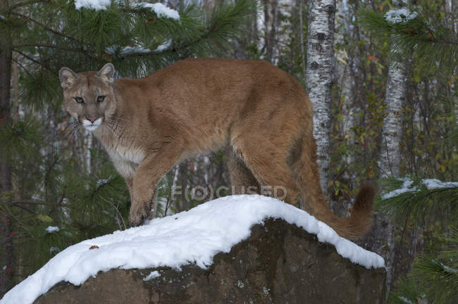 Puma steht auf schneebedecktem Findling im Wald. — Stockfoto