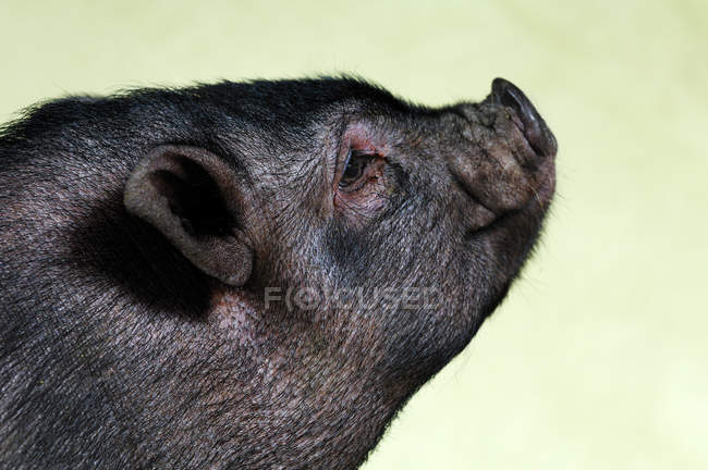 Cerdo vientre de bebé, retrato de perfil - foto de stock