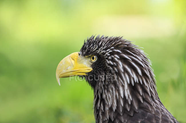 Stellers águia do mar ao ar livre, retrato de perfil — Fotografia de Stock