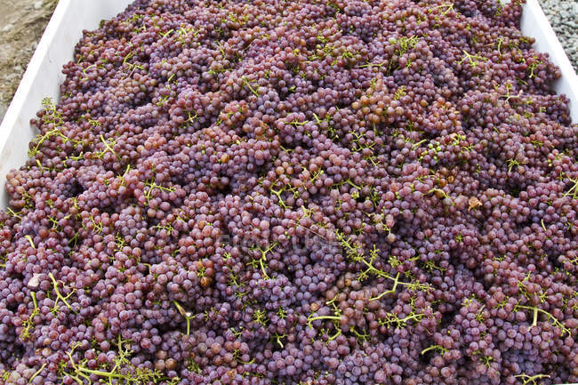 Primer plano de las uvas Gewurtztraminer maduras cosechadas, marco completo - foto de stock