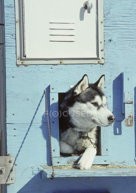 Husky sibérien regardant depuis la fenêtre de la maison de chien — Photo de stock