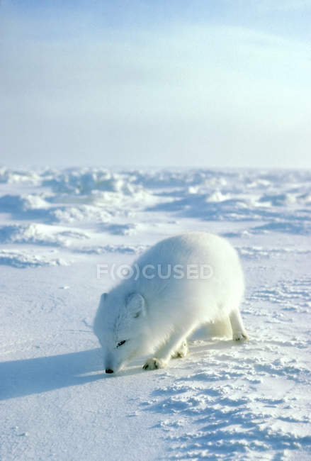 Arctic fox hunting in snow field of Arctic Canada — Stock Photo