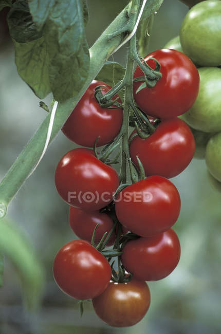 El primer plano de la rama de los tomates sobre el fondo borroso - foto de stock