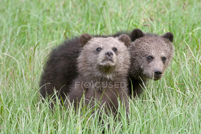 Молоді грізлі ведмеді сидять у зеленій траві і дивляться в камеру . — стокове фото