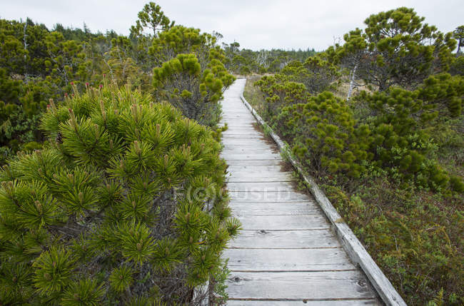 Shore pines growing on Bog Trail, Pacific Rim National Park near Tofino, British Columbia, Canada — Stock Photo