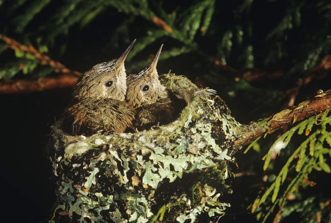 Primo piano dei pulcini colibrì di Rufus nel nido sugli alberi
. — Foto stock