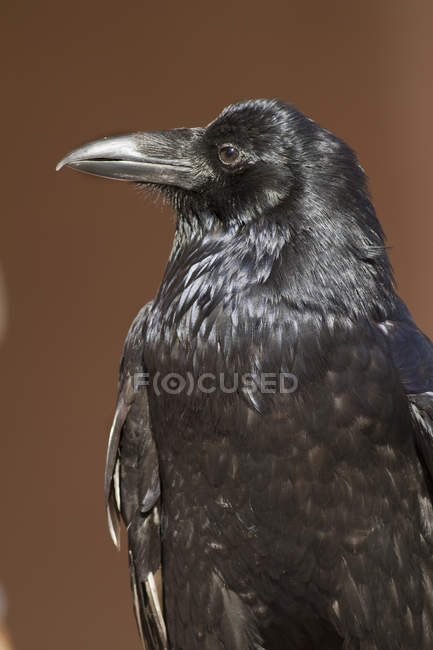 Portrait of common raven on brown background. — Stock Photo