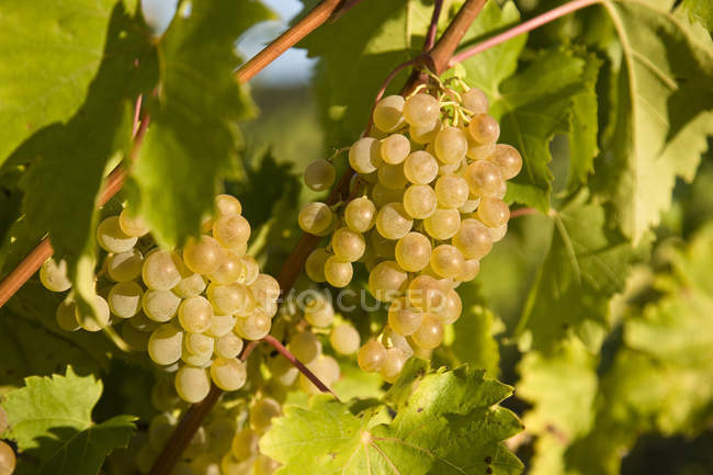 Viognier uvas que crecen en la granja de viñedos a la luz del sol, primer plano . - foto de stock