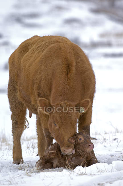 Vaca angus roja limpiando ternero recién nacido en campo nevado en Alberta, Canadá . - foto de stock