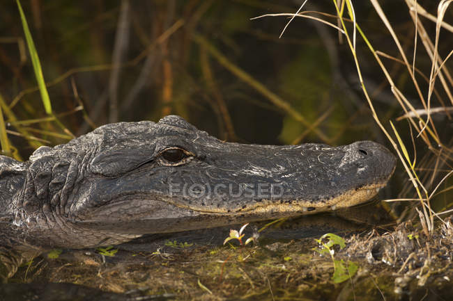 Seitenansicht eines amerikanischen Alligators im Feuchtgebiet der Everglades, Florida, USA — Stockfoto