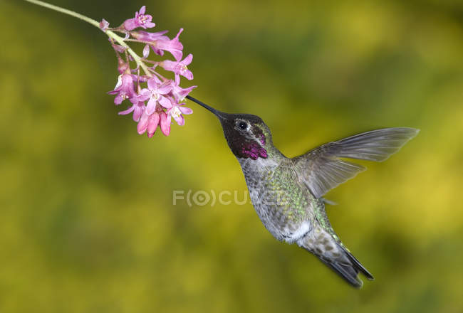 Maschio Anna Hummingbird che vola e si nutre a fiore, primo piano . — Foto stock