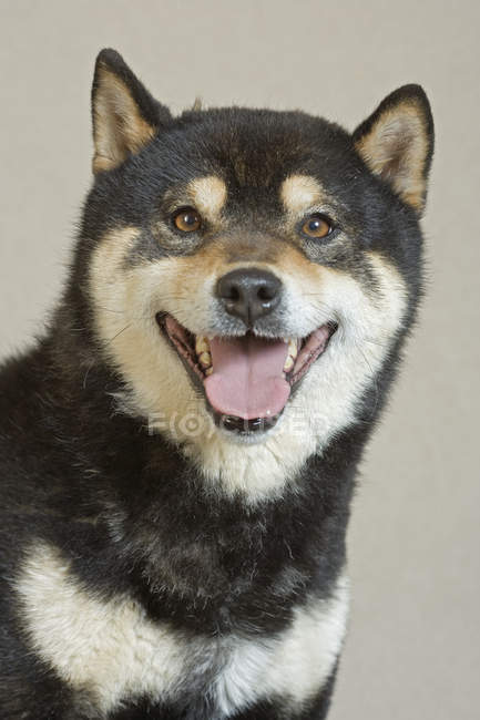 Retrato de adulto preto Shiba Inu cão, tiro estúdio . — Fotografia de Stock