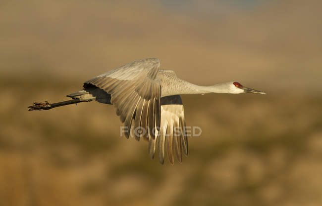 Grúa arenisca volando sobre prado de marcha otoñal en Nuevo México, EE.UU. - foto de stock