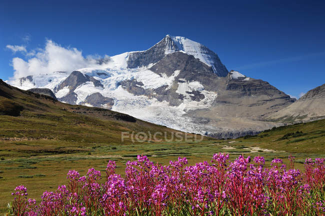 Wildblumenwiese mit schneebedecktem Mount Robson in britischer Kolumbia, Kanada — Stockfoto