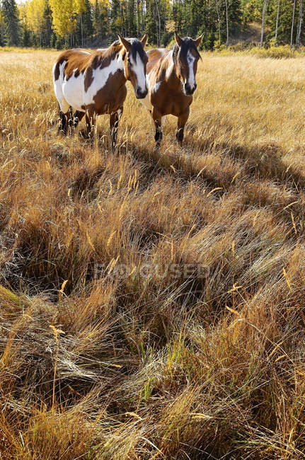 Caballos pastando en el prado del rancho en la región Cariboo, Columbia Británica, Canadá - foto de stock