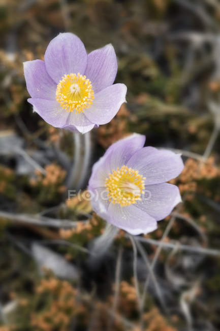 Close-up of prairie crocuses flowers on forest floor — Stock Photo