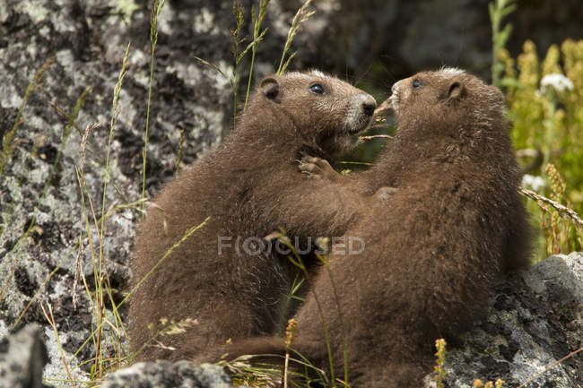 Due marmotte dell'isola di Vancouver che combattono nel prato alpino, primo piano . — Foto stock