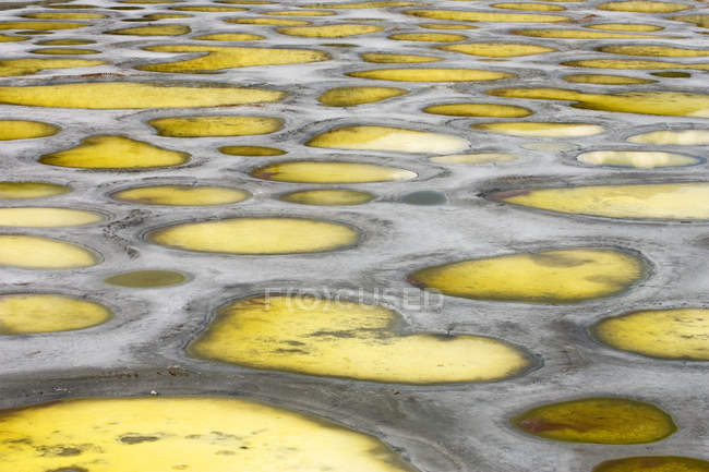 Close-up de Spotted Lake na região de Okanagan da Colúmbia Britânica, Canadá — Fotografia de Stock