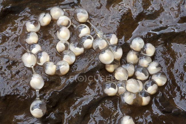 Rocky Mountain Tail Frog massa de ovo, close-up — Fotografia de Stock