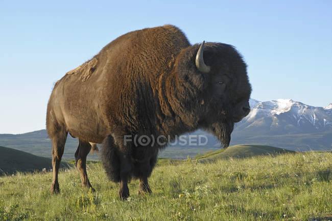 Pastoreio de bisonte de planícies em pasto de Waterton Lakes National Park, Alberta, Canadá — Fotografia de Stock