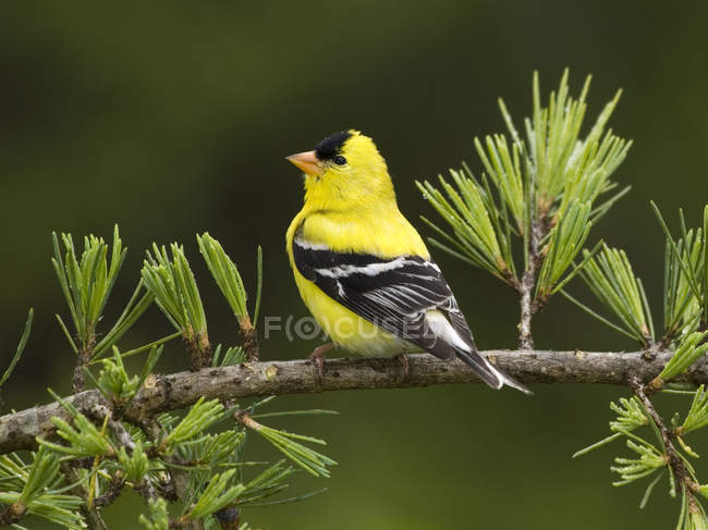 American goldfinch pássaro empoleirado no galho da árvore, close-up . — Fotografia de Stock