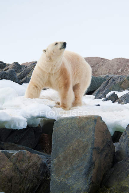 Polar bear standing on rocky and snowy shore on Svalbard Archipelago, Norwegian Arctic — Stock Photo