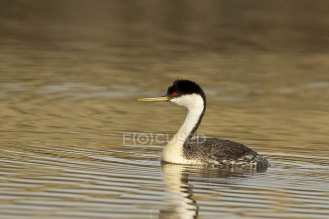 Western grebe floating on water, close-up — Stock Photo