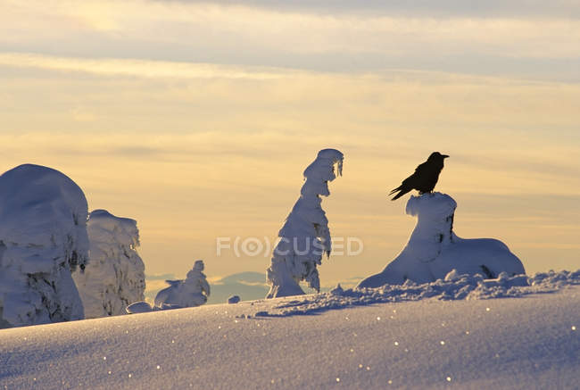 Raven empoleirado na árvore fantasma coberta de neve em Mount Seymour Provincial Park, British Columbia, Canadá — Fotografia de Stock