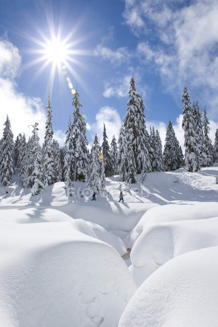 Люди катаются на снегоступах на горе в парке Mount Seymour Provincial Park в Северной Ванкувере Британская Колумбия Канада — стоковое фото