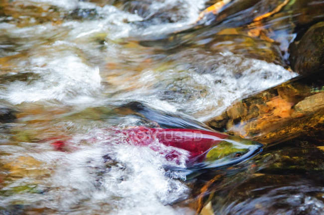 Frai de saumons rouges dans les eaux de la Colombie-Britannique, Canada — Photo de stock