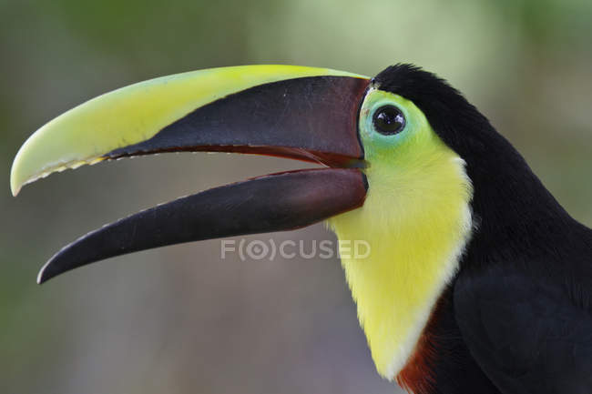 Pájaro tucán de mandíbula castaña al aire libre en Costa Rica . - foto de stock