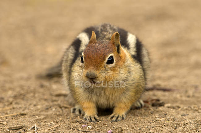 Golden-mantled ground squirrel at Deschutes National Forest, Oregon, USA — Stock Photo